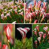 World's Rare Flowers For Garden Home