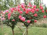 Flower Garden