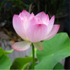 l Lotus Seed Mixed Colors Flower Seeds