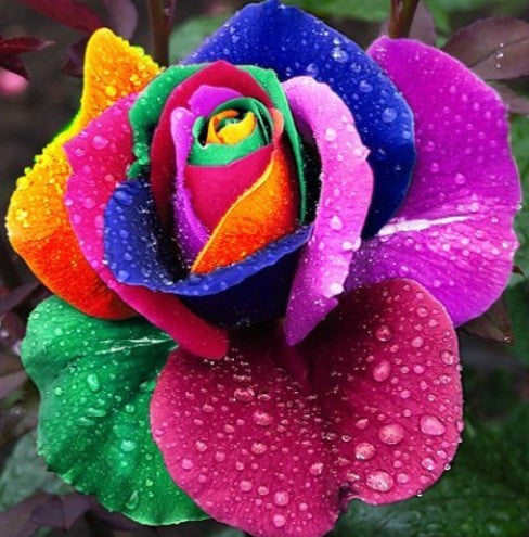Rare Holland Rainbow Rose seed Flowers
