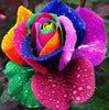 Rare Holland Rainbow Rose seed Flowers
