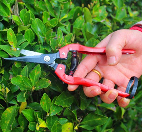 Shears Stainless Steel Garden Supplies