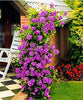 Roses Climbing Roses Bloom Over Time