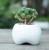 Creative Mini Teeth Flower Pots Planters